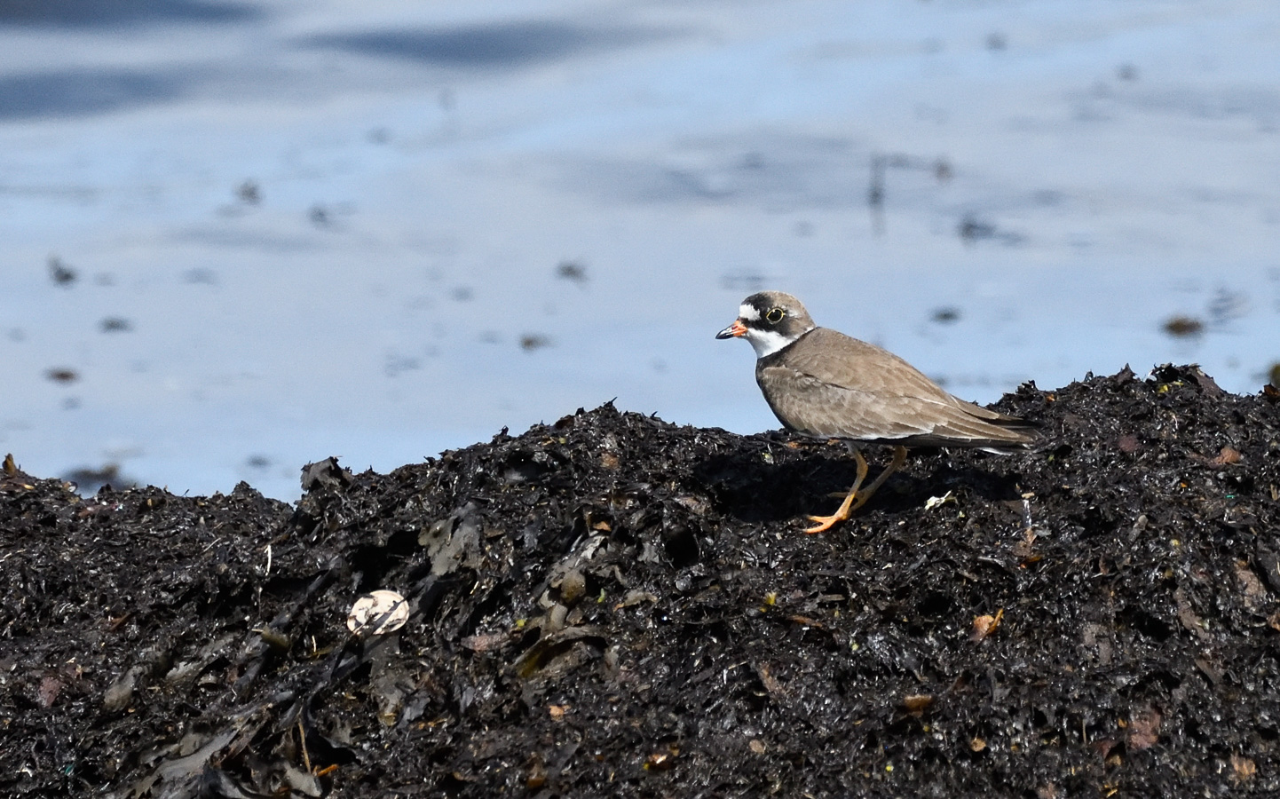 Charadrius semipalmatus [400 mm, 1/4000 sec at f / 7.1, ISO 1600]